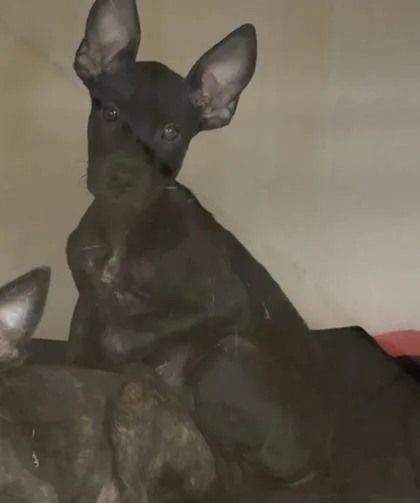 Anubis thumbnail 2