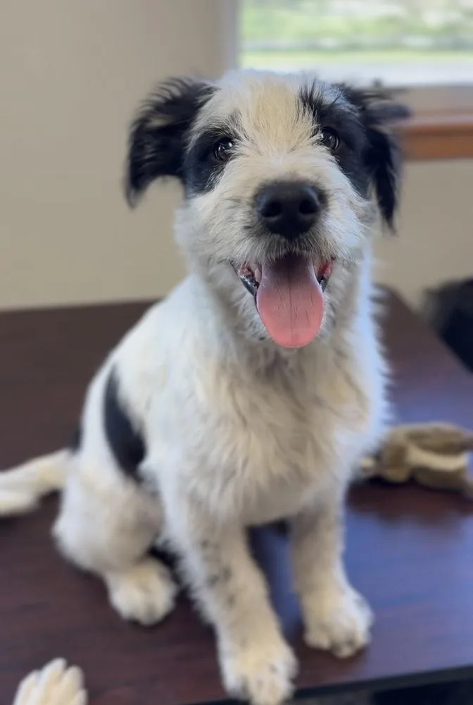 A baby large-sized male Tricolor (Brown, Black, & White) Australian Shepherd dog named Theodore for adoption in Bemidji, MN