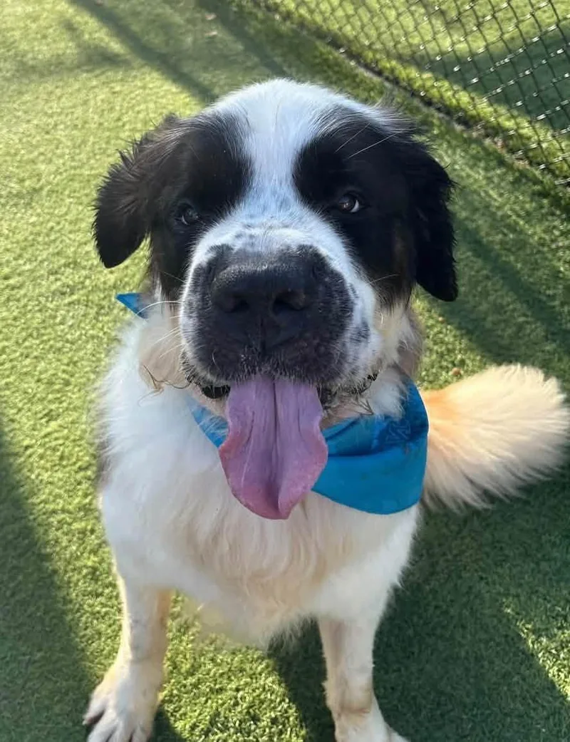 An adult large-sized male Saint Bernard dog named Herb for adoption in Westville, IN
