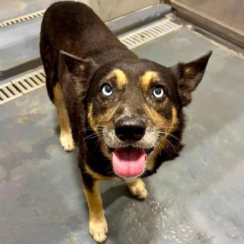 An adult small-sized male Black Mixed Breed dog named Sniffer for adoption in Austin, TX