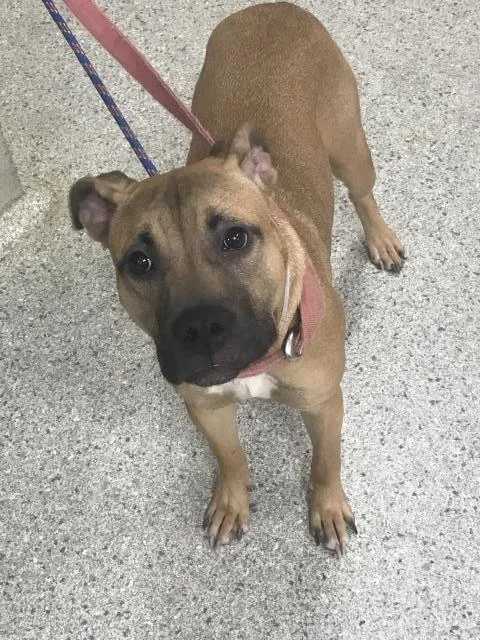 A young medium-sized female Pit Bull Terrier dog named A for adoption in Conroe, TX