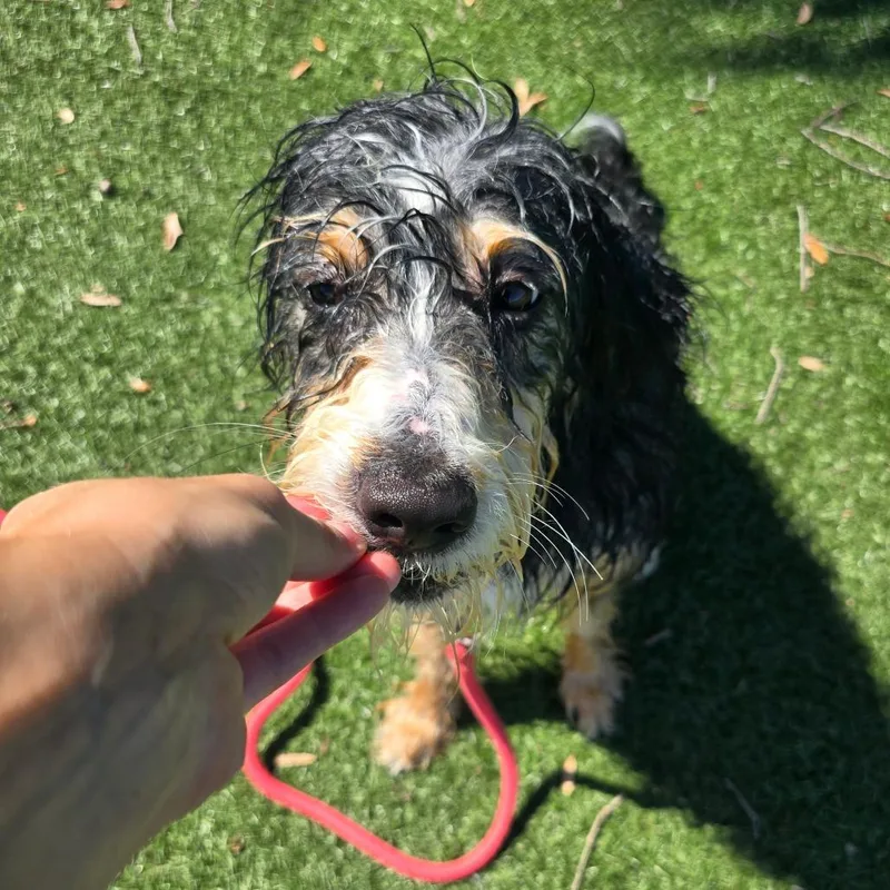 Daisy thumbnail 3