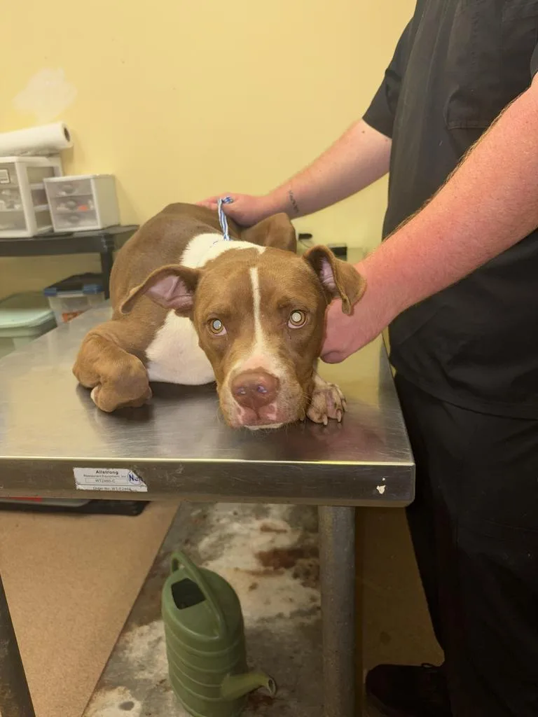 A young medium-sized male Mixed Breed dog named Tarzan✅ for adoption in Florence, SC