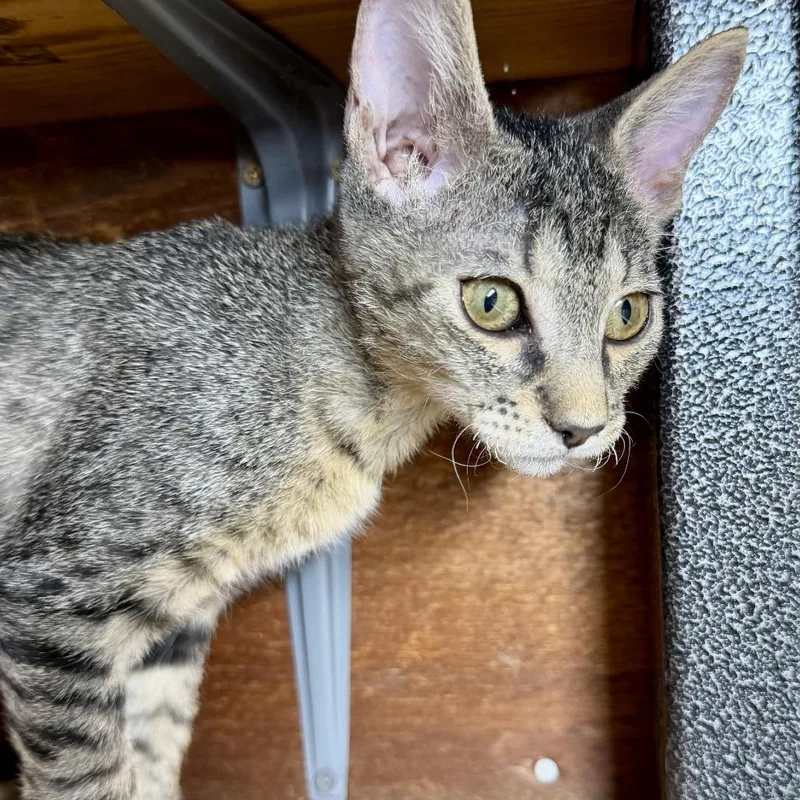 A baby small-sized female Gray / Blue / Silver Domestic Short Hair cat named Weasel for adoption in Livingston, TX