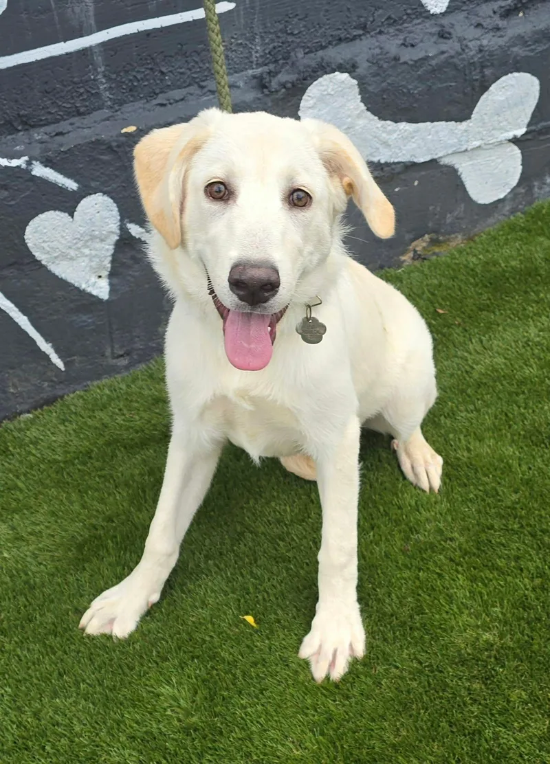 A baby medium-sized female Yellow / Tan / Blond / Fawn Labrador Retriever dog named Abelia for adoption in Newport, TN