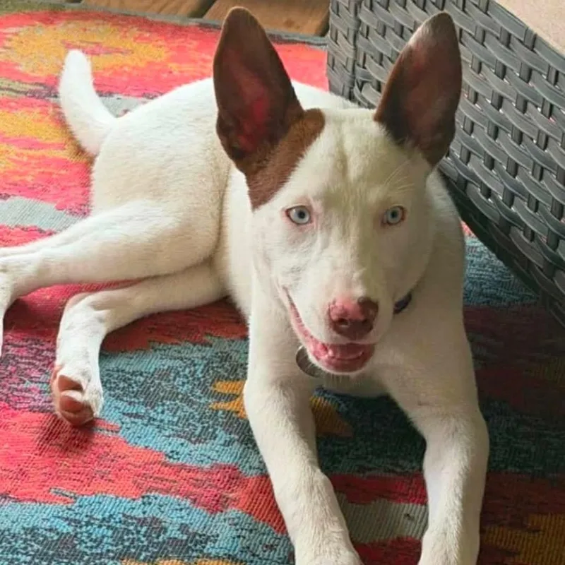 A baby medium-sized female White / Cream Catahoula Leopard Dog dog named Fiesta Hansen for adoption in Wadena, MN