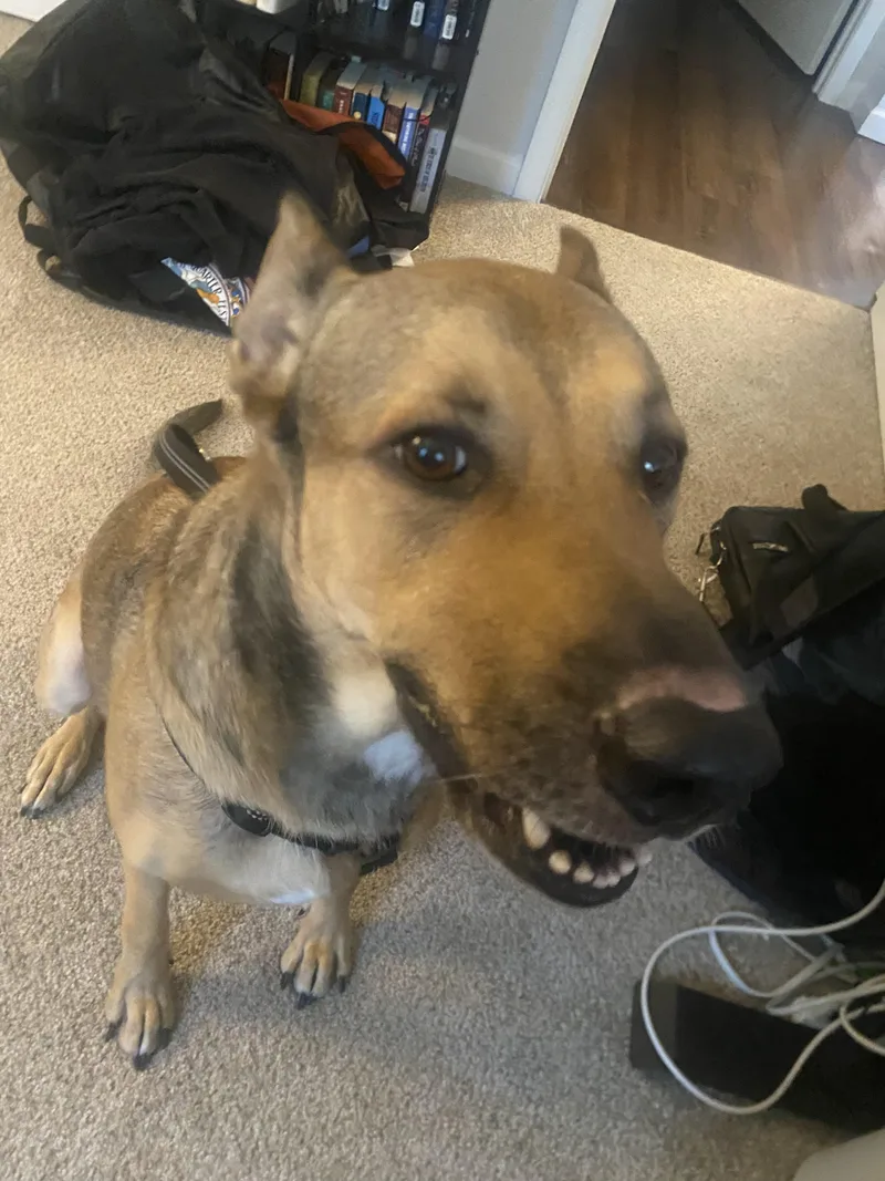 A young medium-sized female German Shepherd Dog dog named Bella for adoption in Boerne, TX