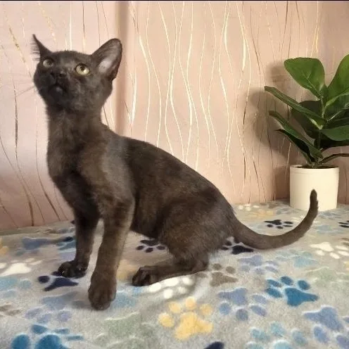 A baby medium-sized male Black Domestic Short Hair cat named Alejandro for adoption in Long Beach, MS