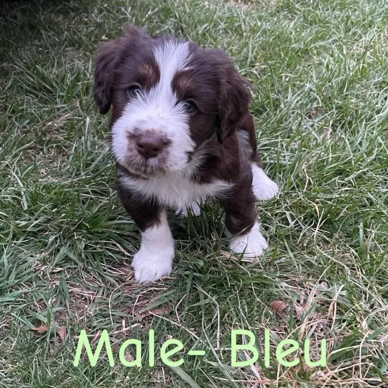A baby medium-sized male Brown / Chocolate Catahoula Leopard Dog dog named Bleu for adoption in Fairfax Station, VA