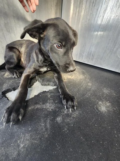 A baby small-sized female Labrador Retriever dog named Marry for adoption in San Antonio, TX