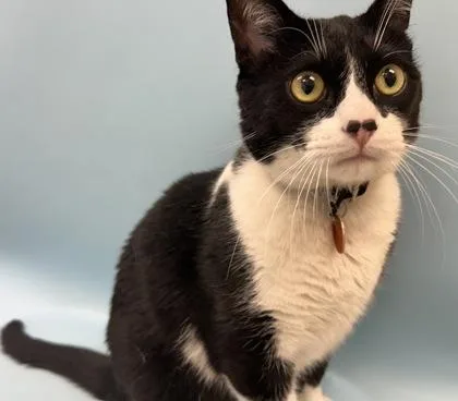 An adult small-sized male Domestic Short Hair cat named Toothless for adoption in Woodbury, MN