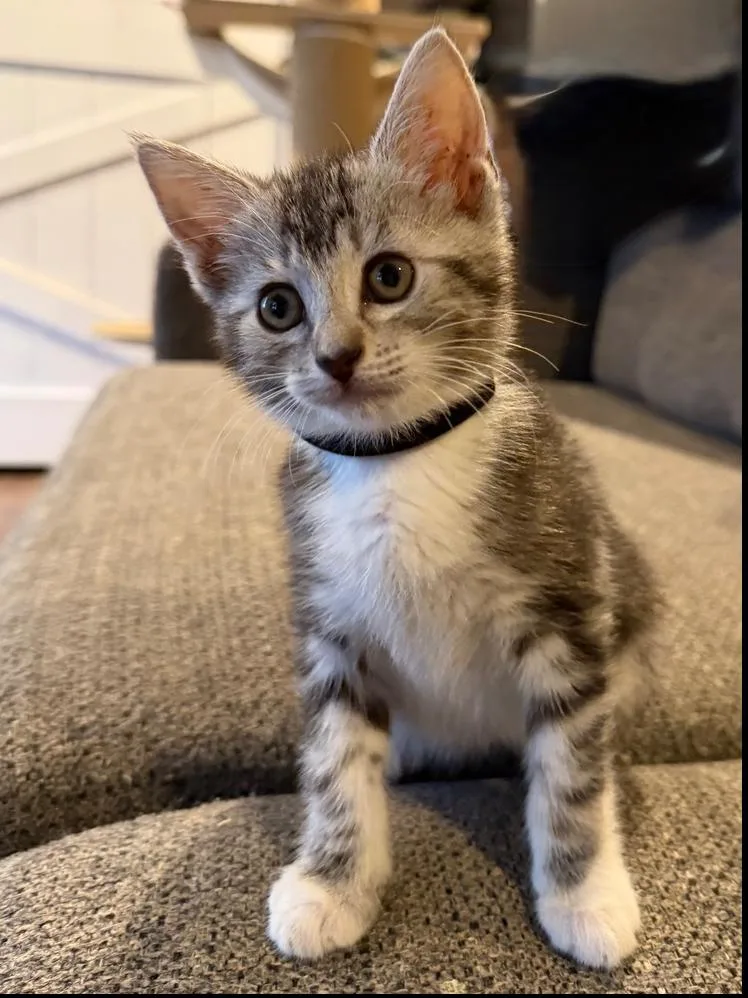 A baby small-sized female Gray & White Domestic Short Hair cat named Anika for adoption in Wellington, FL