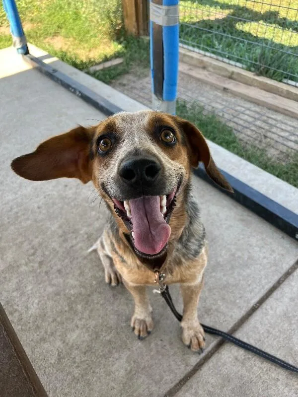 An adult medium-sized female Tricolor (Brown, Black, & White) Beagle dog named Cotopaxi for adoption in Fort Collins, CO