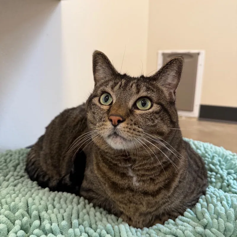 A senior small-sized male Brown / Chocolate Domestic Short Hair cat named Murphy Brown for adoption in Cody, WY