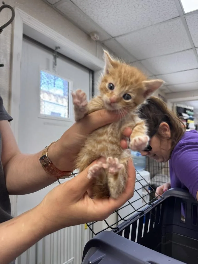 A baby medium-sized female Domestic Short Hair cat named Althea for adoption in Pomona, NY