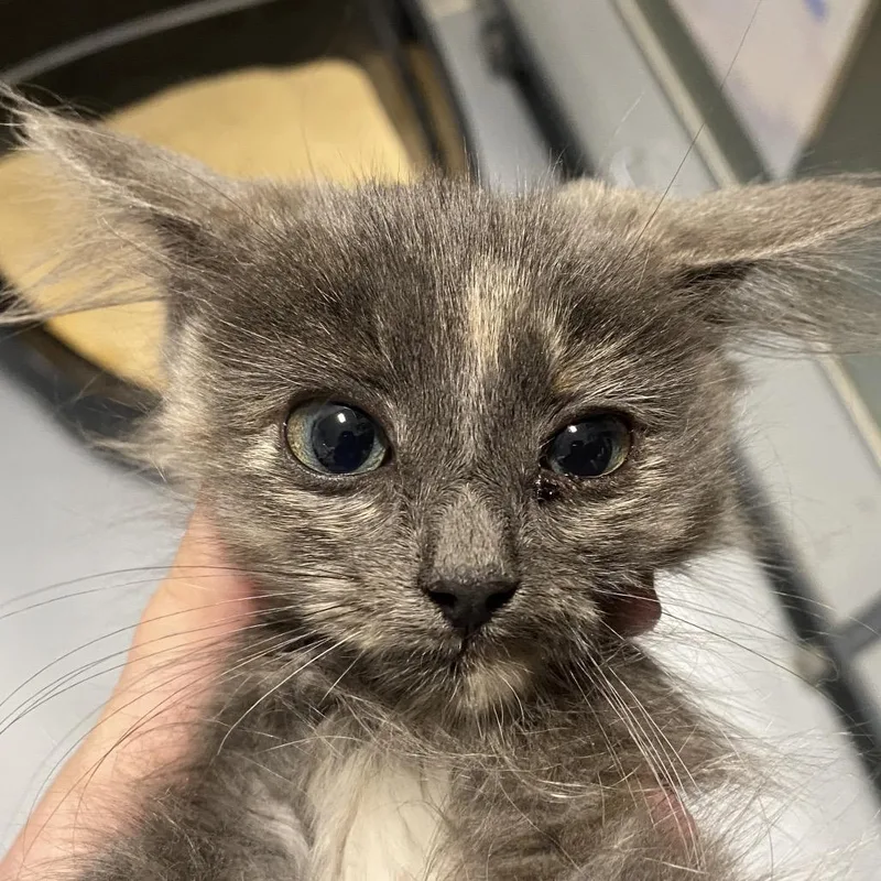 A baby small-sized female Torbie Domestic Medium Hair cat named Hams for adoption in Sheridan, WY