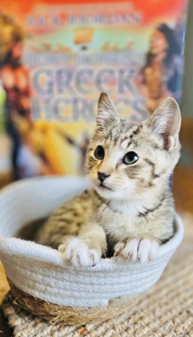 A baby medium-sized male Orange & White Tabby cat named Artemis for adoption in Arlington, TX