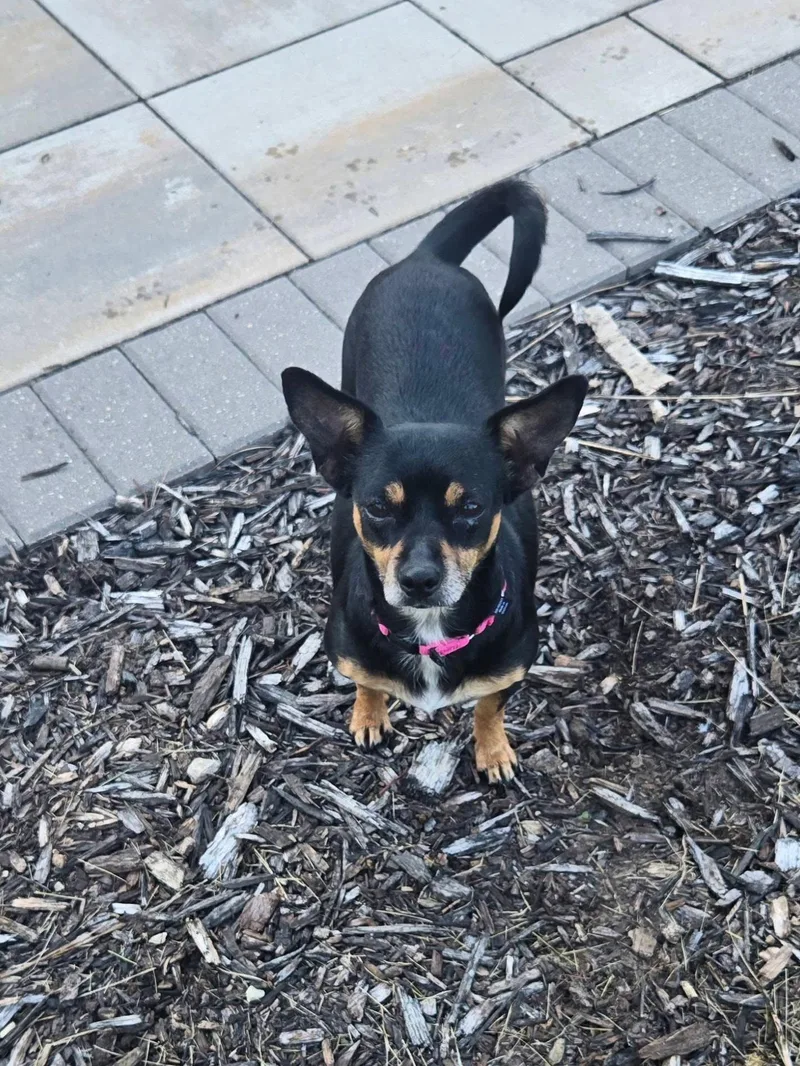 An adult small-sized female Chihuahua dog named Daisy for adoption in New London, WI