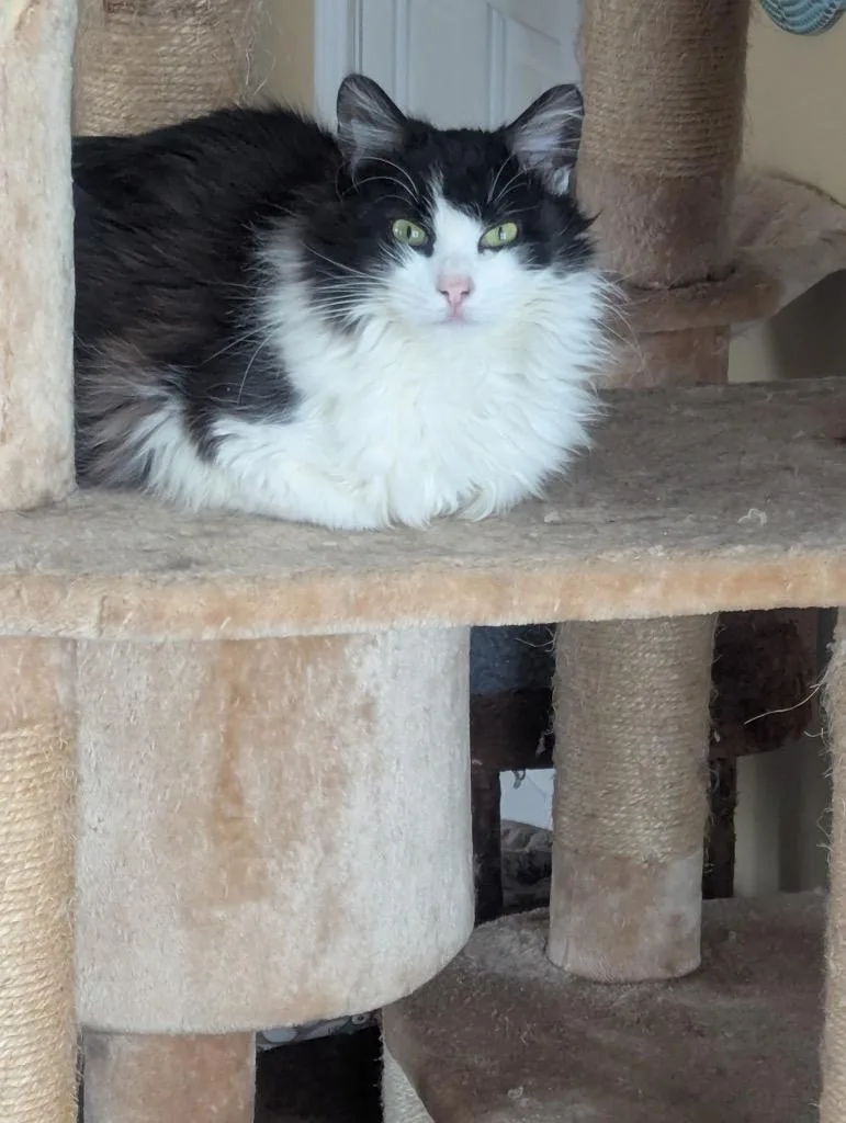 A baby medium-sized female Domestic Long Hair cat named Titten for adoption in Pawtucket, RI