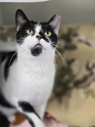 An adult large-sized male Black & White / Tuxedo Domestic Short Hair cat named Mister Delaware for adoption in Reisterstown, MD