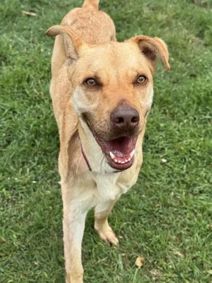 An adult medium-sized male Shepherd dog named Alan for adoption in San Antonio, TX