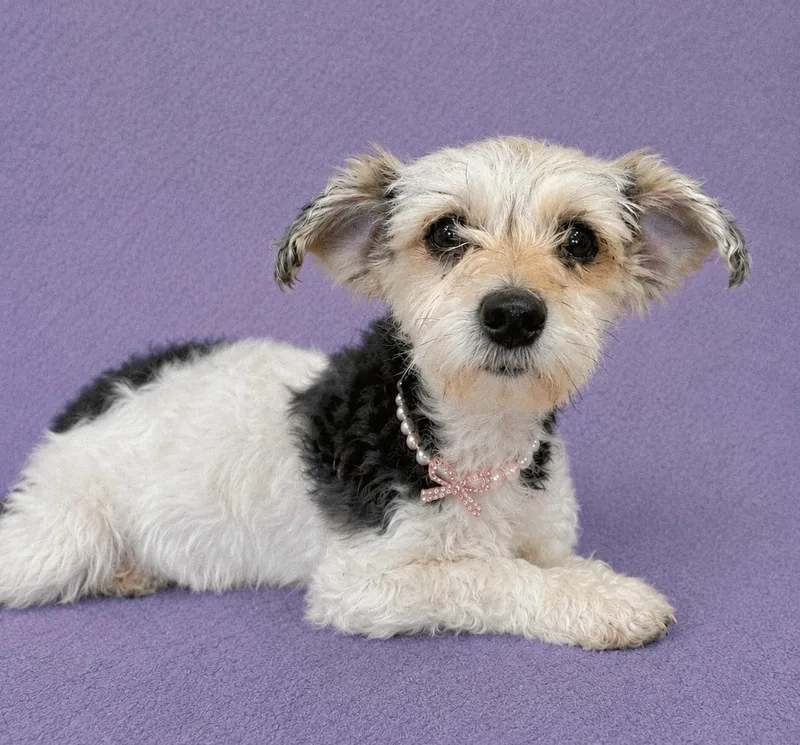An adult small-sized female Tricolor (Brown, Black, & White) Miniature Poodle dog named Ivey for adoption in Lodi, CA