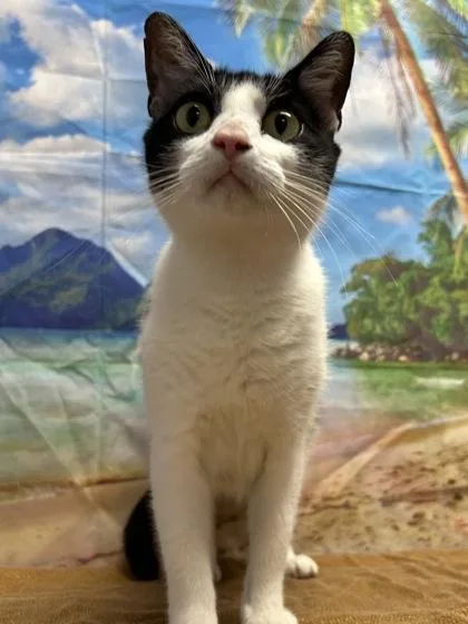 Tala