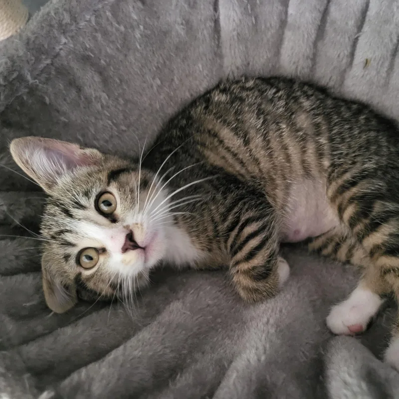 A baby small-sized female Tabby (Brown / Chocolate) Domestic Short Hair cat named Bubbles for adoption in Indianapolis, IN