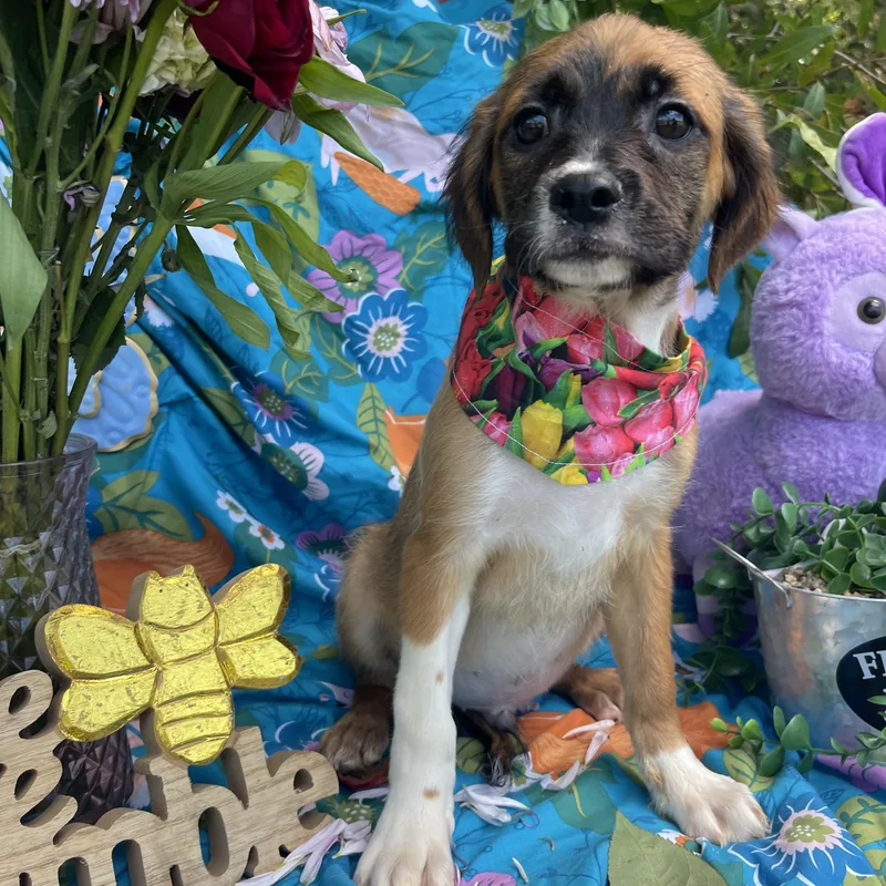A baby medium-sized male Beagle dog named Quantum for adoption in Sebring, FL