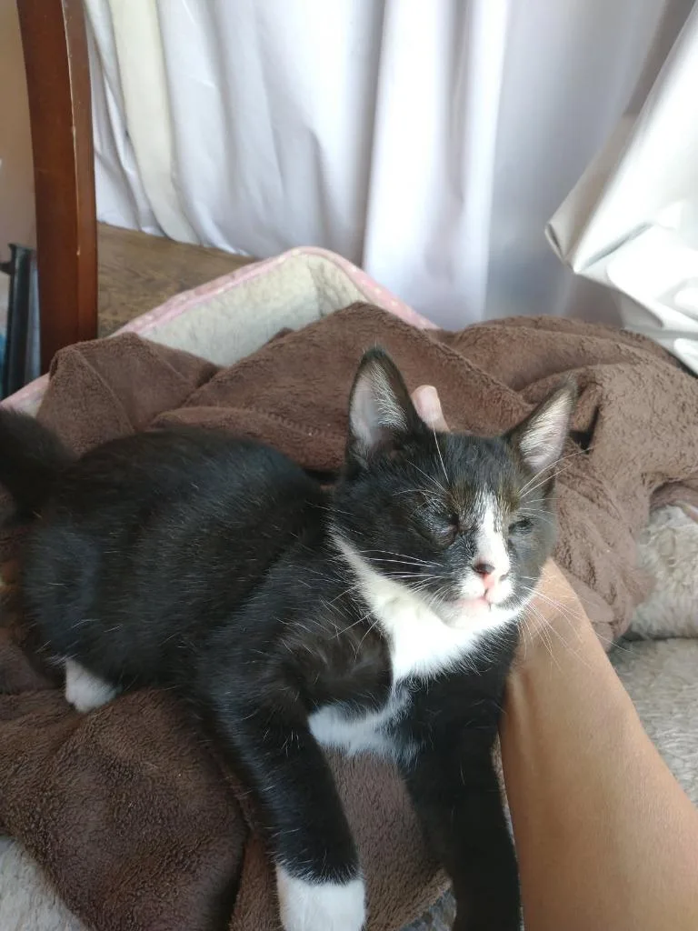 A baby medium-sized male Domestic Short Hair cat named Keller for adoption in San Pedro, CA