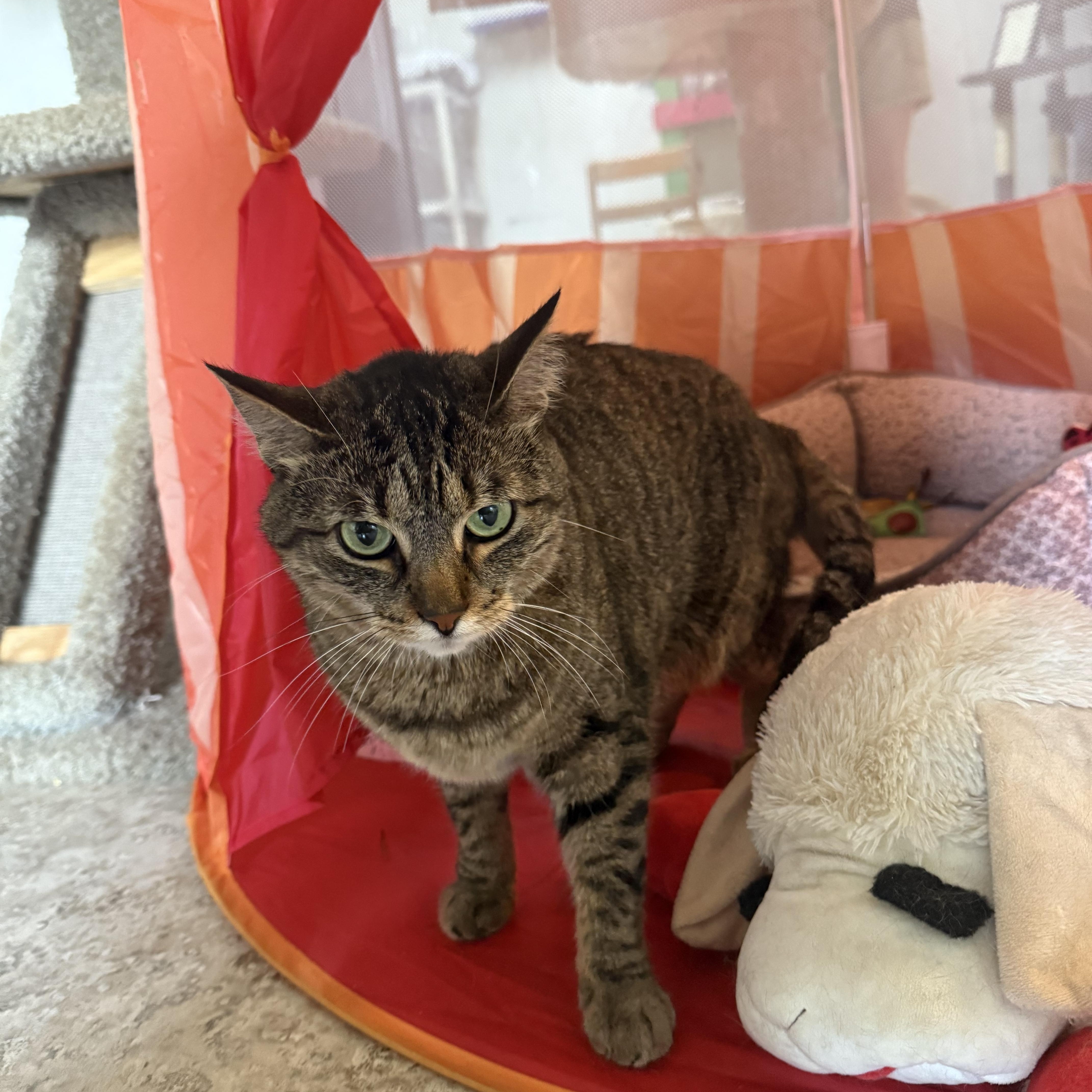 An adult medium-sized female Tabby (Brown / Chocolate) Domestic Short Hair cat named Matilda for adoption in Hendersonville, TN