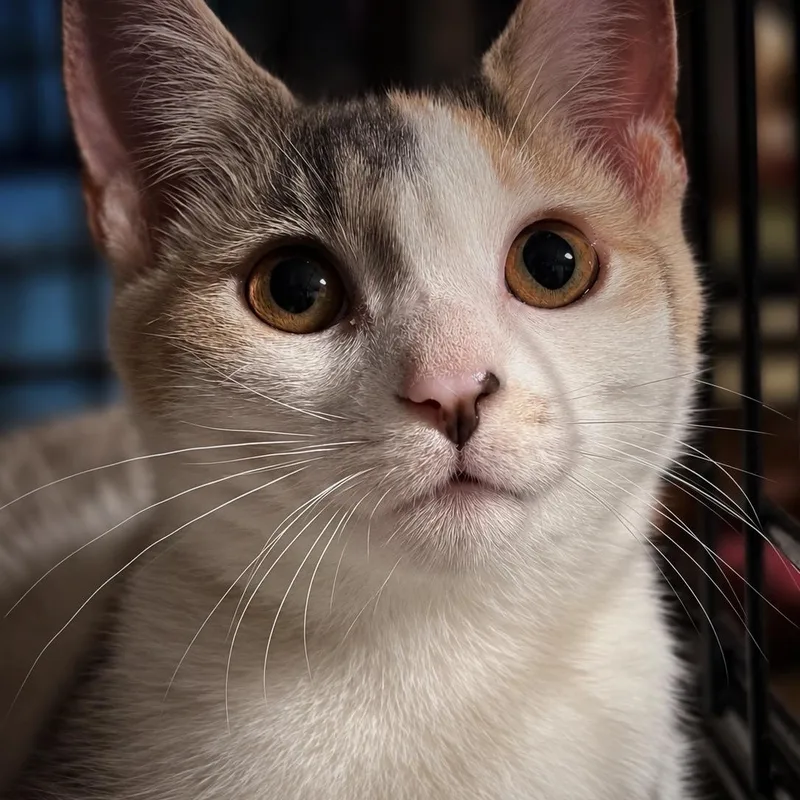 A baby small-sized female Dilute Calico Domestic Short Hair cat named Nancy Drew for adoption in Smicksburg, pa 16256, PA