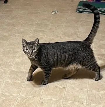 An adult medium-sized male Tabby (Brown / Chocolate) Domestic Short Hair cat named Comet for adoption in Rochester, NY