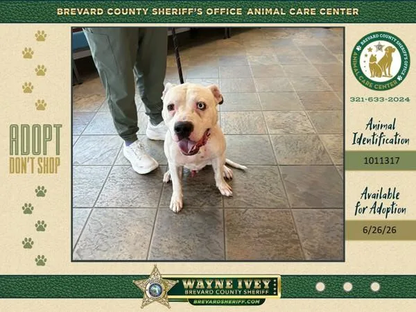 An adult large-sized male Mixed Breed dog named Deputy Pickles for adoption in Melbourne, FL