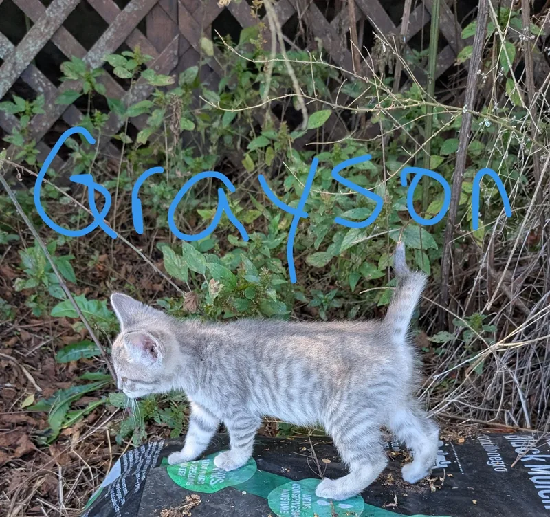 A baby medium-sized male Domestic Short Hair cat named Grayson for adoption in Reddick, FL
