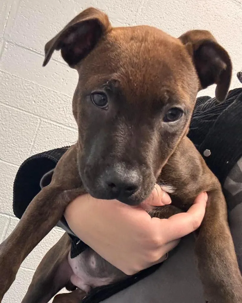 A baby small-sized male American Bulldog dog named Burch for adoption in Muskegon, MI