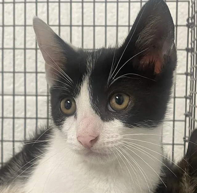 A baby small-sized male Domestic Short Hair cat named Moose for adoption in Fort Lauderdale, FL
