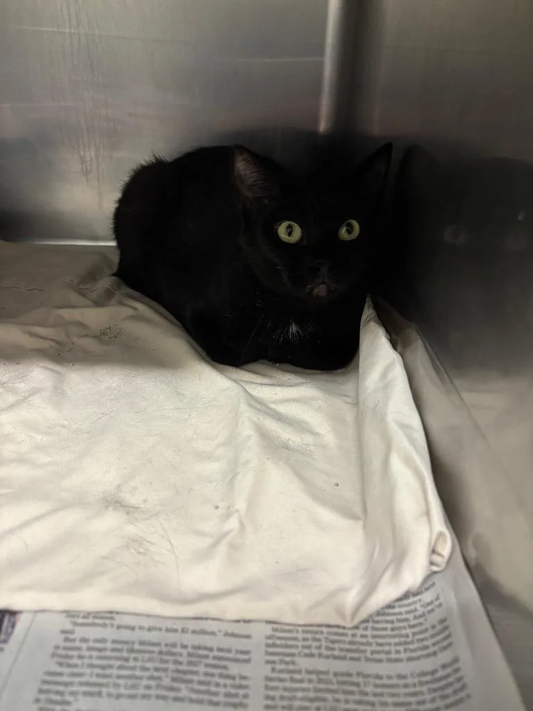 A young medium-sized female Domestic Short Hair cat named Nirvana for adoption in Sorrento, LA