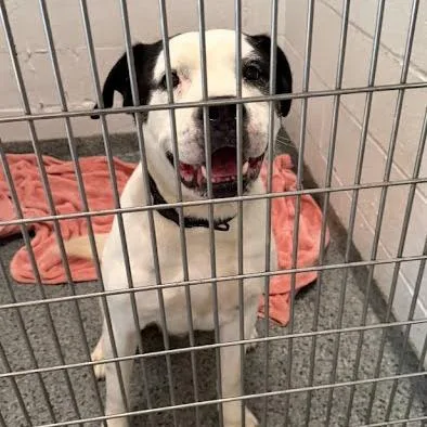 An adult large-sized male Black Mixed Breed dog named Landon for adoption in Jeffersonville, IN