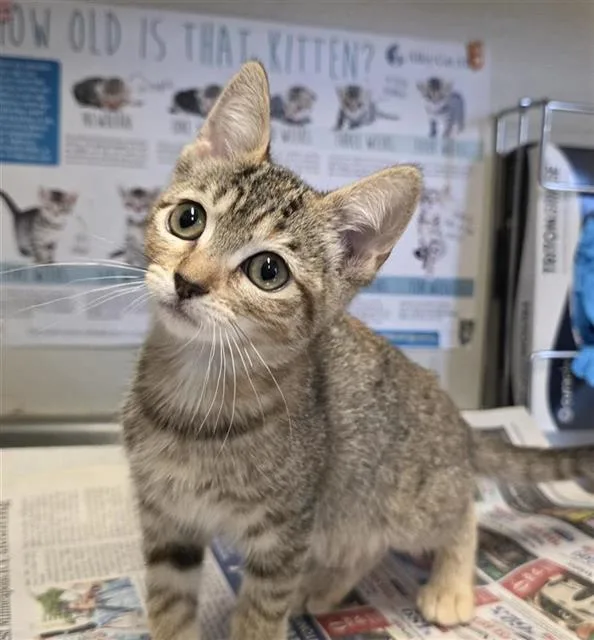 A baby small-sized female Domestic Short Hair cat named Delila for adoption in San Antonio, TX