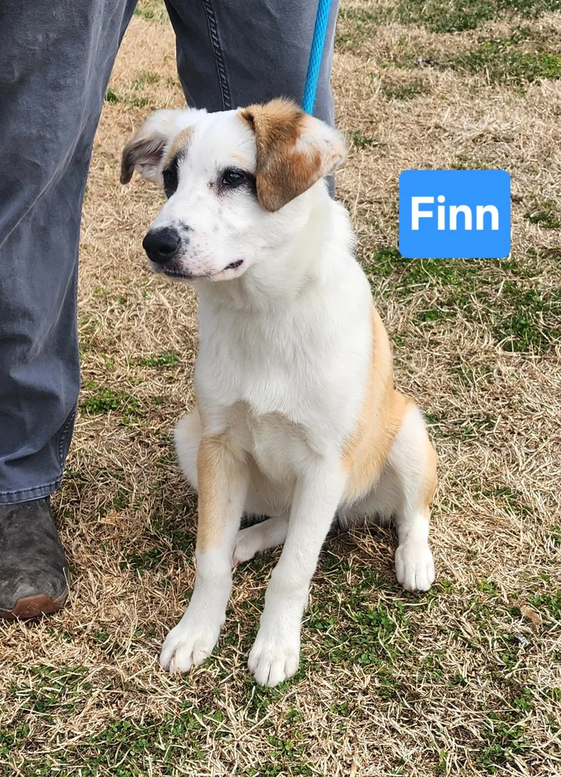 Finn