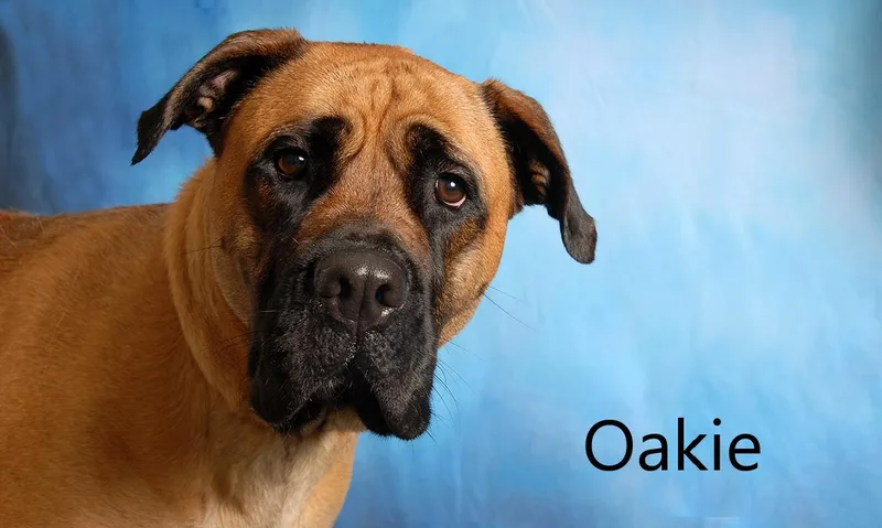 A young extra large-sized female White / Cream Bullmastiff dog named Oakie for adoption in Mount Vernon, OH