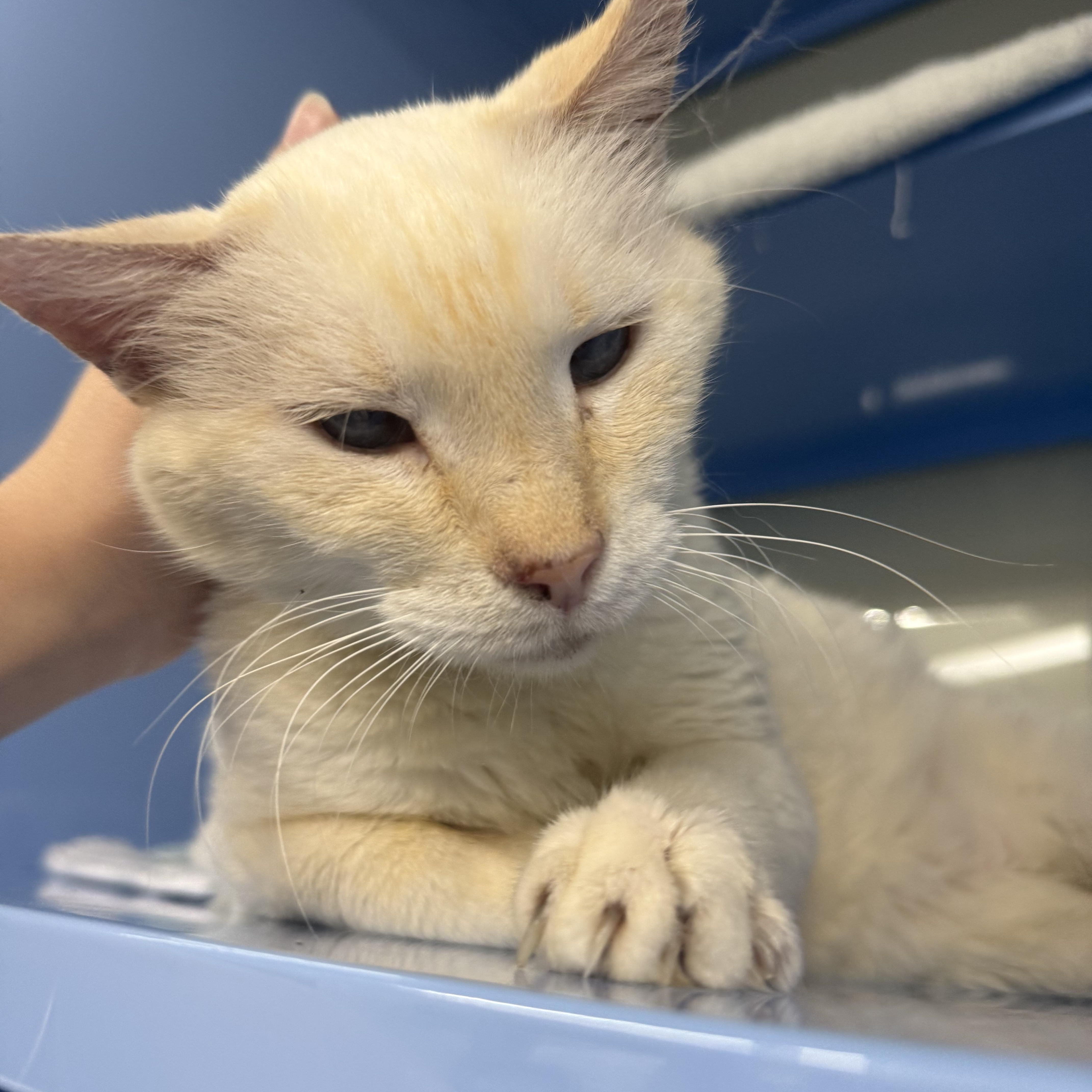 An adult medium-sized male White Siamese cat named Hikaru for adoption in Lauderhill, FL