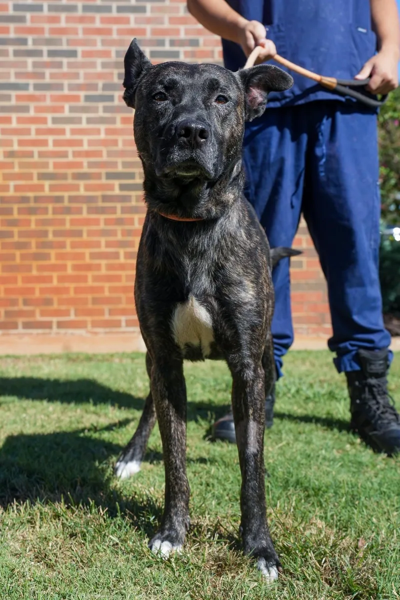 An adult medium-sized male Pit Bull Terrier dog named Ogie for adoption in Stillwater, OK