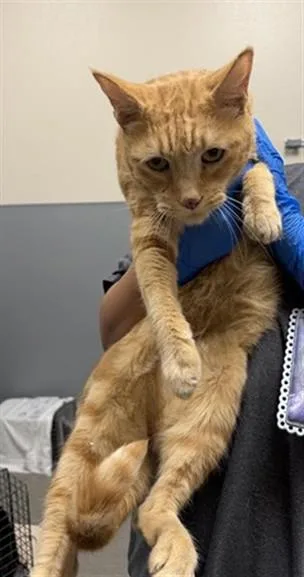A senior large-sized male Domestic Short Hair cat named Graham for adoption in Las Vegas, NV