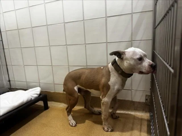 A young medium-sized male Pit Bull Terrier dog named Brink for adoption in Derwood, MD