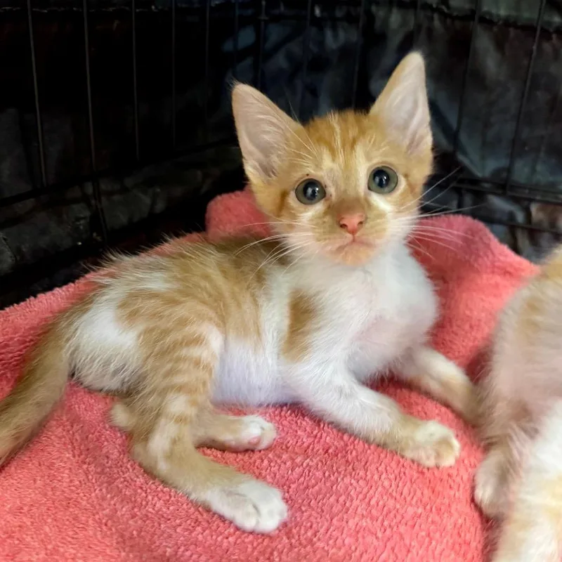 A baby small-sized male Buff / Tan / Fawn Domestic Short Hair cat named Raff for adoption in Fredericksburg, TX