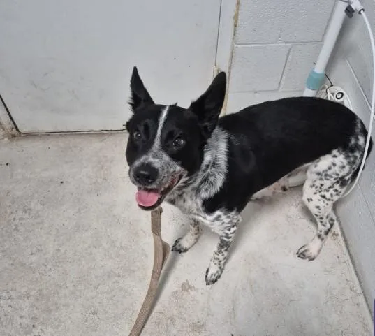 A young medium-sized male Australian Cattle Dog / Blue Heeler dog named Comet for adoption in Colorado Springs, CO