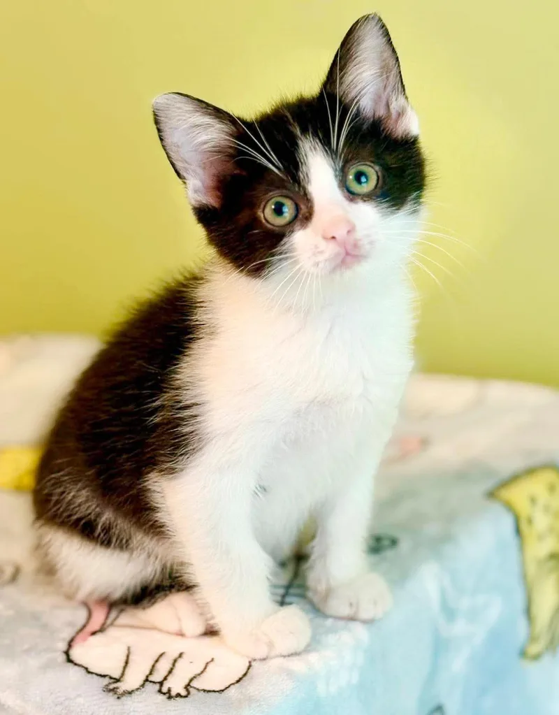 A baby small-sized male Black & White / Tuxedo Manx cat named Texas is a tiny for adoption in Bedford Hills, NY