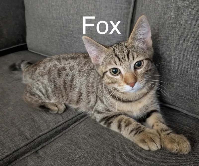 A baby medium-sized male Tabby (Brown / Chocolate) Tabby cat named Fox for adoption in Tucson, AZ